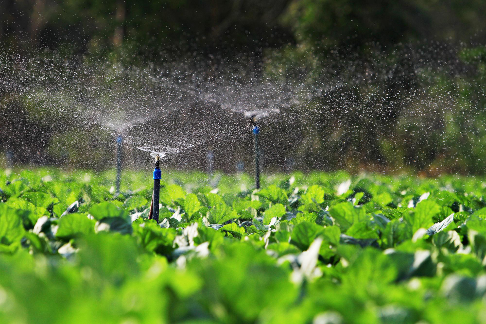 Irrigation System Installation vs Repair: A Comprehensive Guide