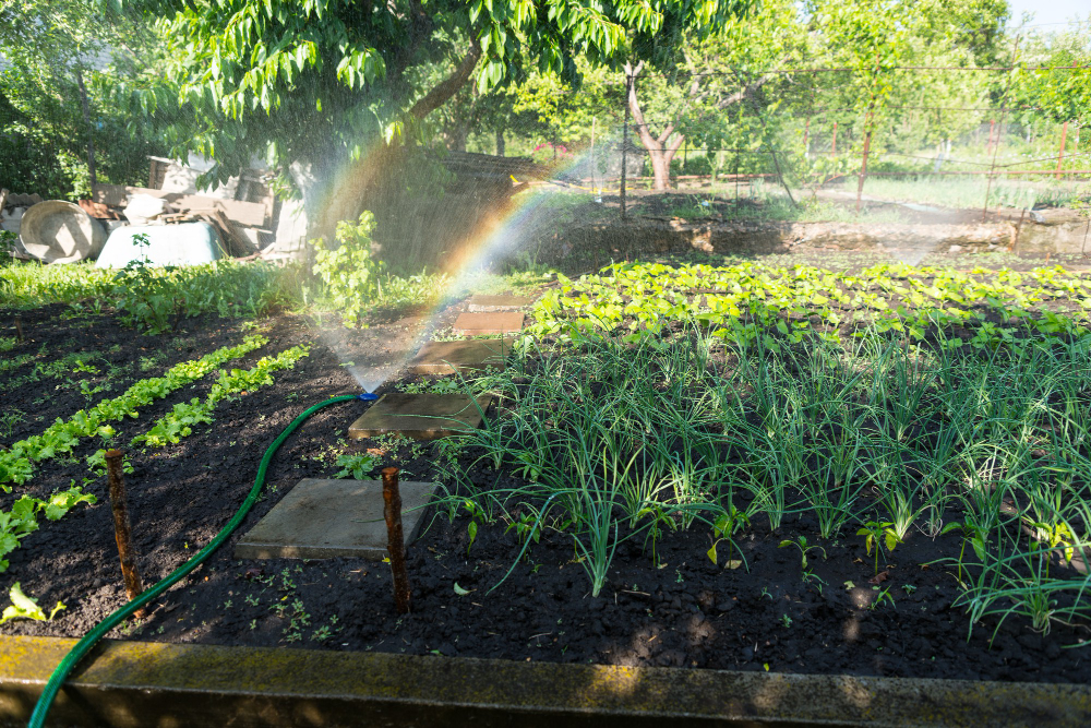 Creating a Sustainable Water Efficient Garden