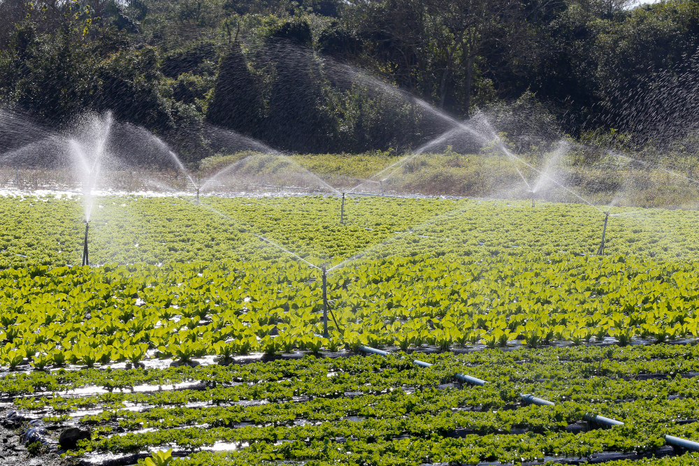 Everything You Need to Know About Commercial Landscape Irrigation