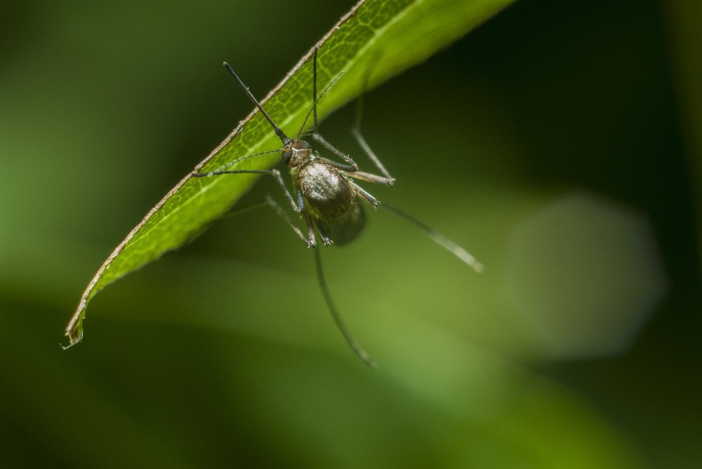 A Guide to Mosquito Control in Your Irrigation System