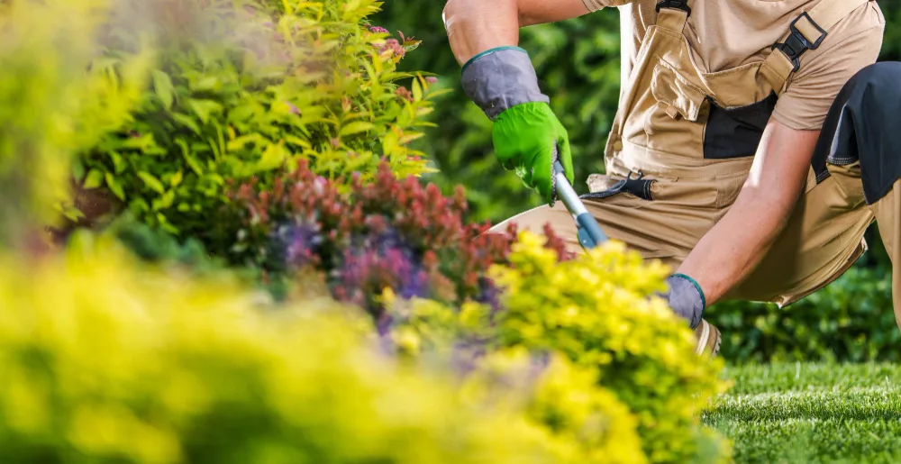 How to Incorporate a Cocktail Tree in Your Orlando Landscape Design