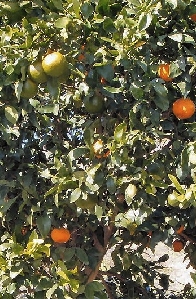Fruit Cocktail Tree