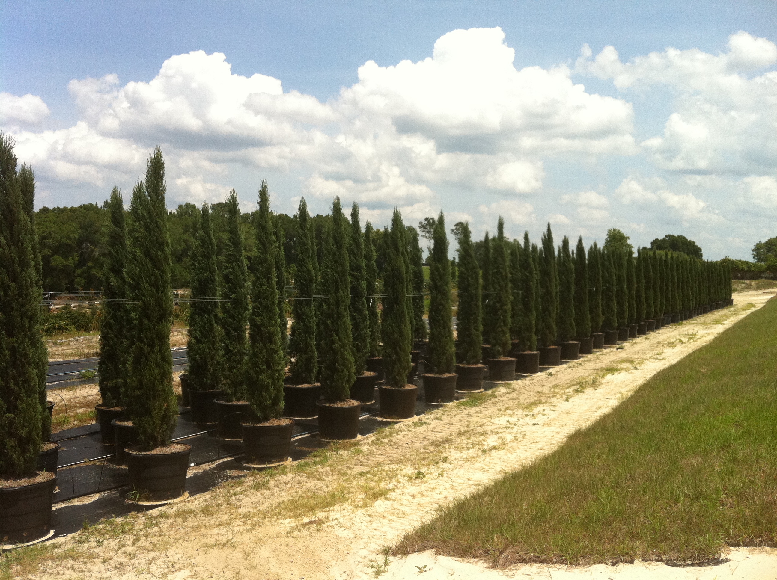 Italian Cypress