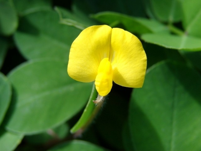 Ornamental Peanut