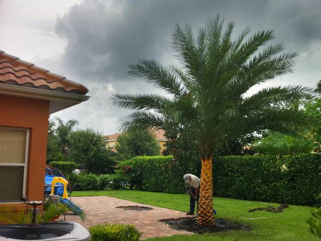 The Sylvester Date Palm